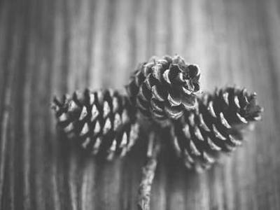 Scientists find dark chocolate ingredient that slows aging