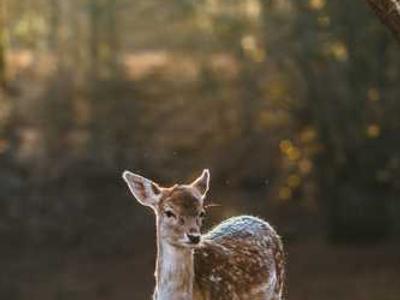 An interview with Nikita Bier, who wants to lure journalists back to X with a rebuilt recommendation algorithm with no keyword suppression or manual downranking (Alex Heath/Sources)