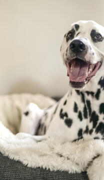 Christopher Rodriguez